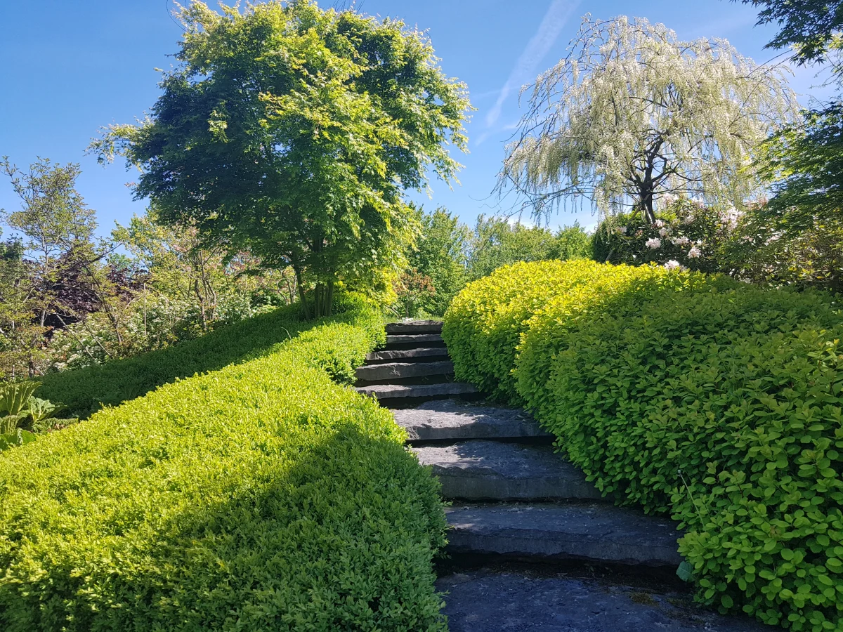 Allée paysagère en pierre avec buis taillés et arbres majestueux