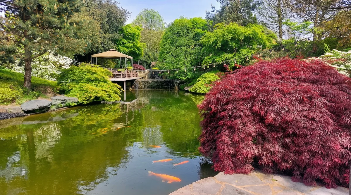 Bassin japonais avec carpes koi et plantations luxuriantes