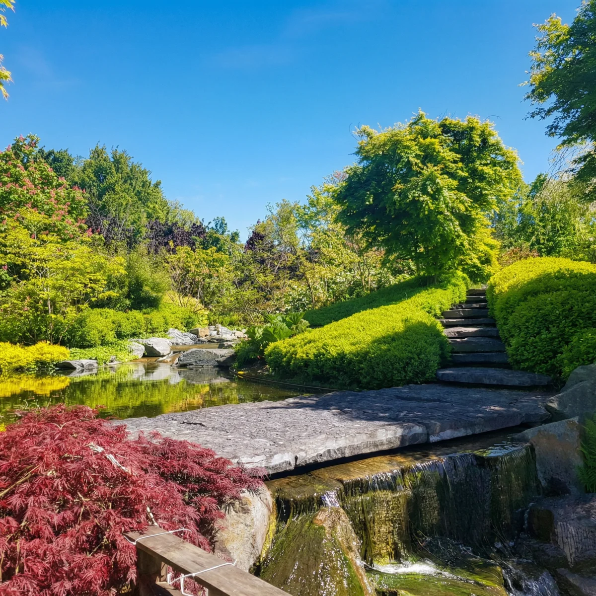 Cascade naturelle avec érable japonais et pierres paysagères