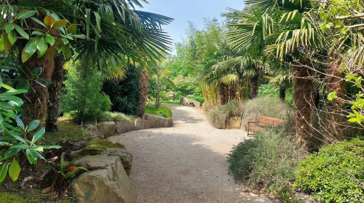 Chemin paysager avec plantations exotiques et rochers
